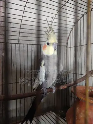 Cockatiel for sale (single)