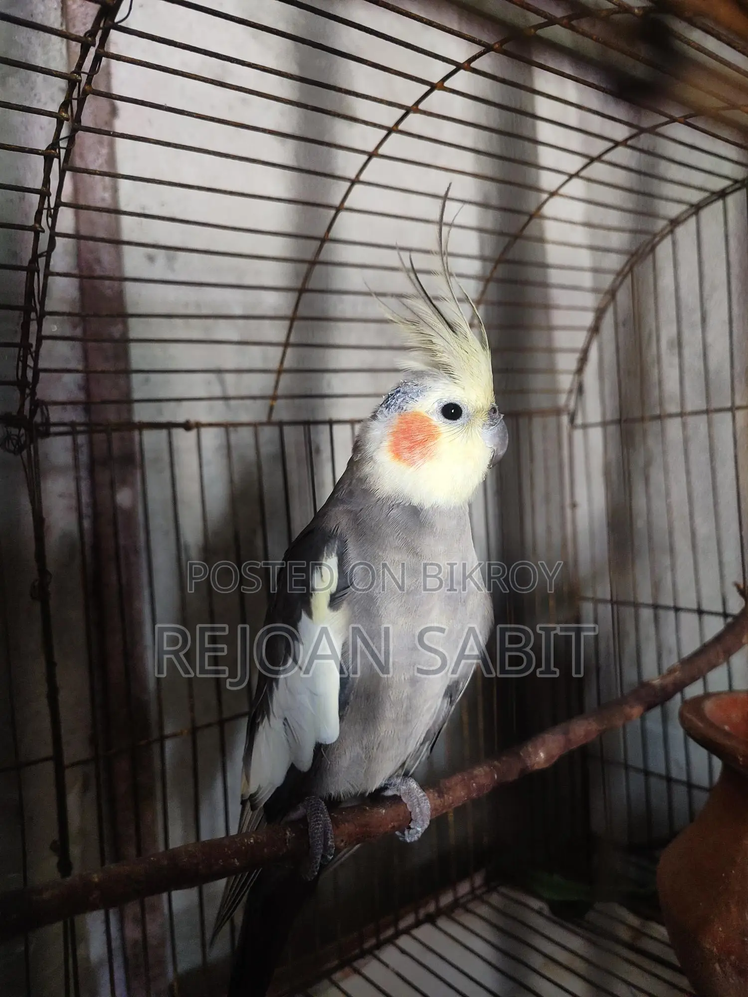 Cockatiel for sale (single)