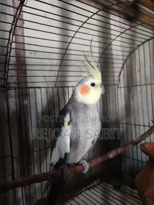 Cockatiel for sale (single)
