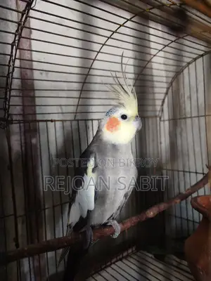 Cockatiel for sale (single)