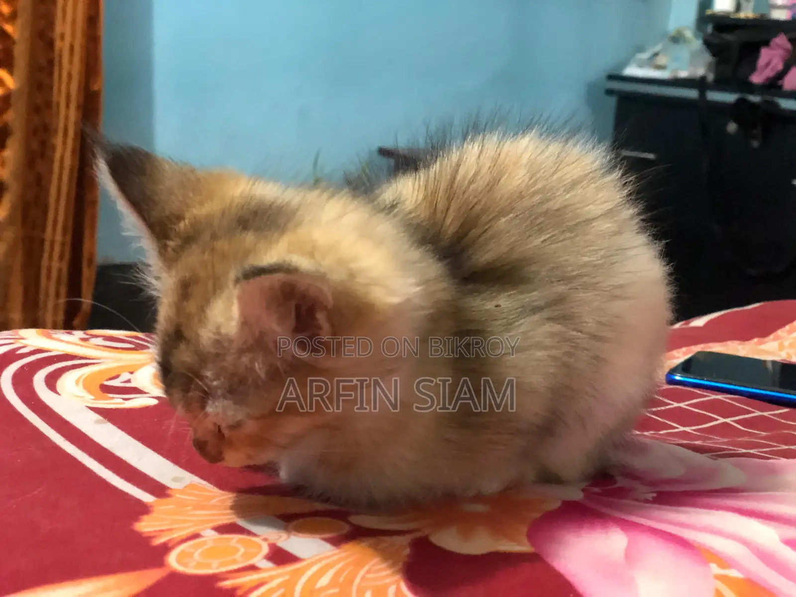 Pure Persian Baby Cay, পার্সিয়ান পিড়ালের বাচ্চা।