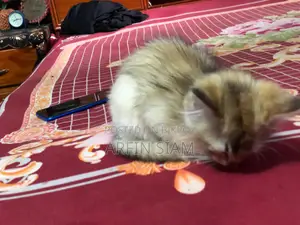 Pure Persian Baby Cay, পার্সিয়ান পিড়ালের বাচ্চা।