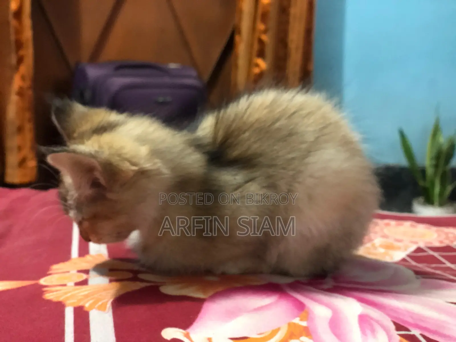 Pure Persian Baby Cay, পার্সিয়ান পিড়ালের বাচ্চা।