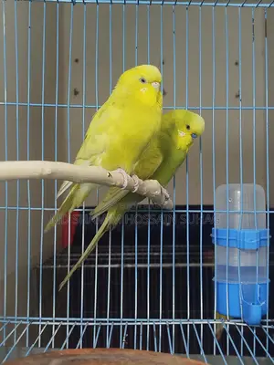 English Budgerigar