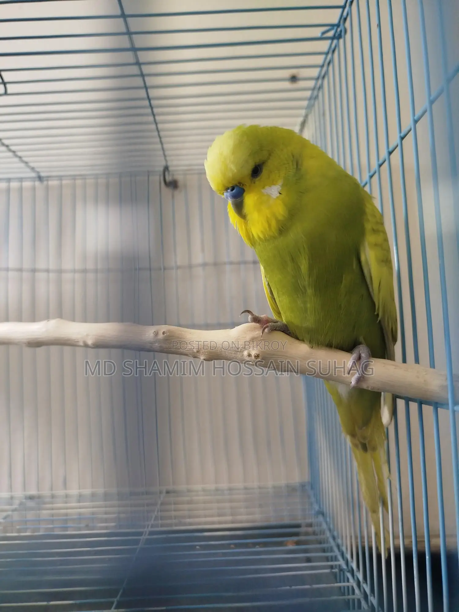 English Budgerigar