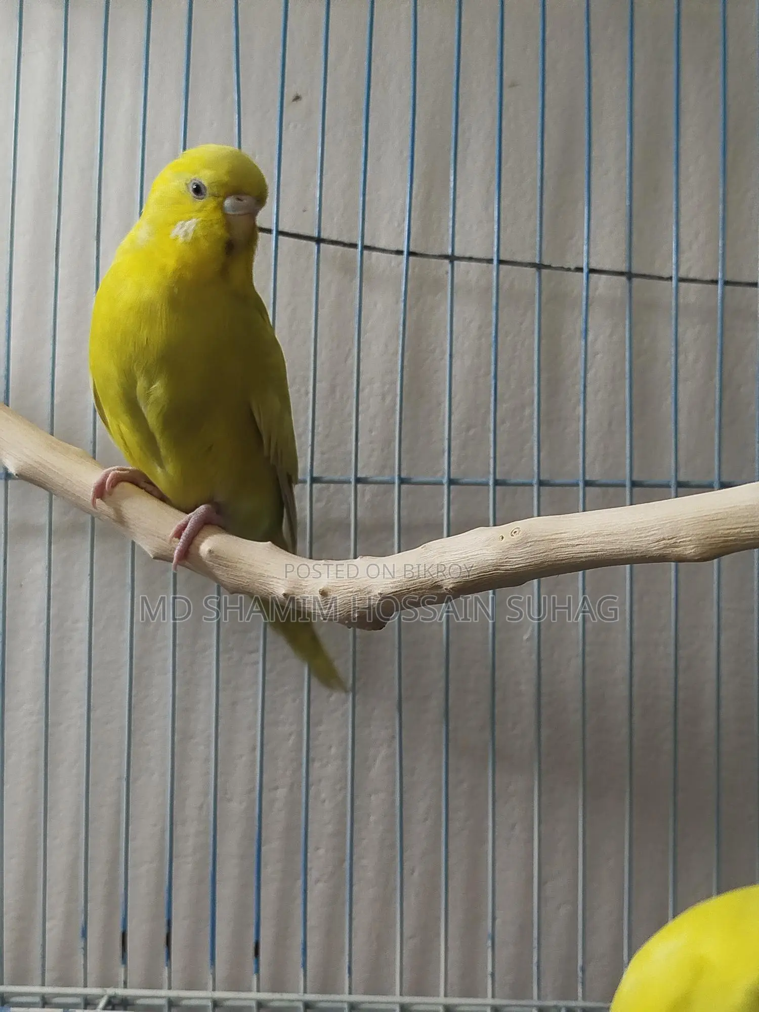 English Budgerigar