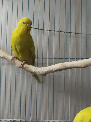 English Budgerigar