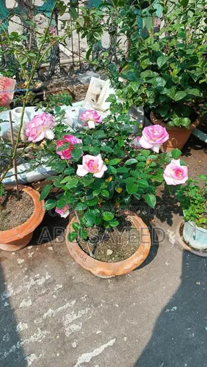 Rose Plant Pd Monako