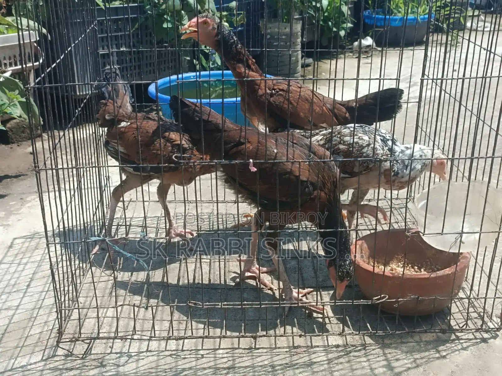 মিডিয়াম কোয়ালিটি সরালি মুরগি