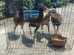 মিডিয়াম কোয়ালিটি সরালি মুরগি