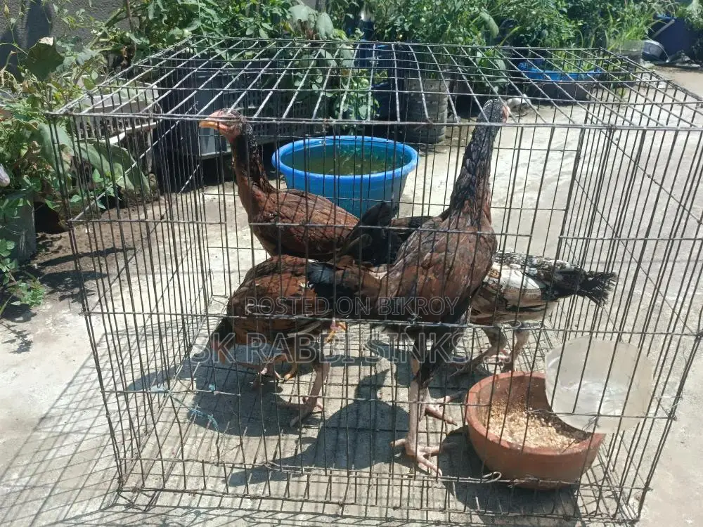 মিডিয়াম কোয়ালিটি সরালি মুরগি
