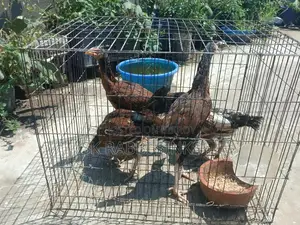 মিডিয়াম কোয়ালিটি সরালি মুরগি