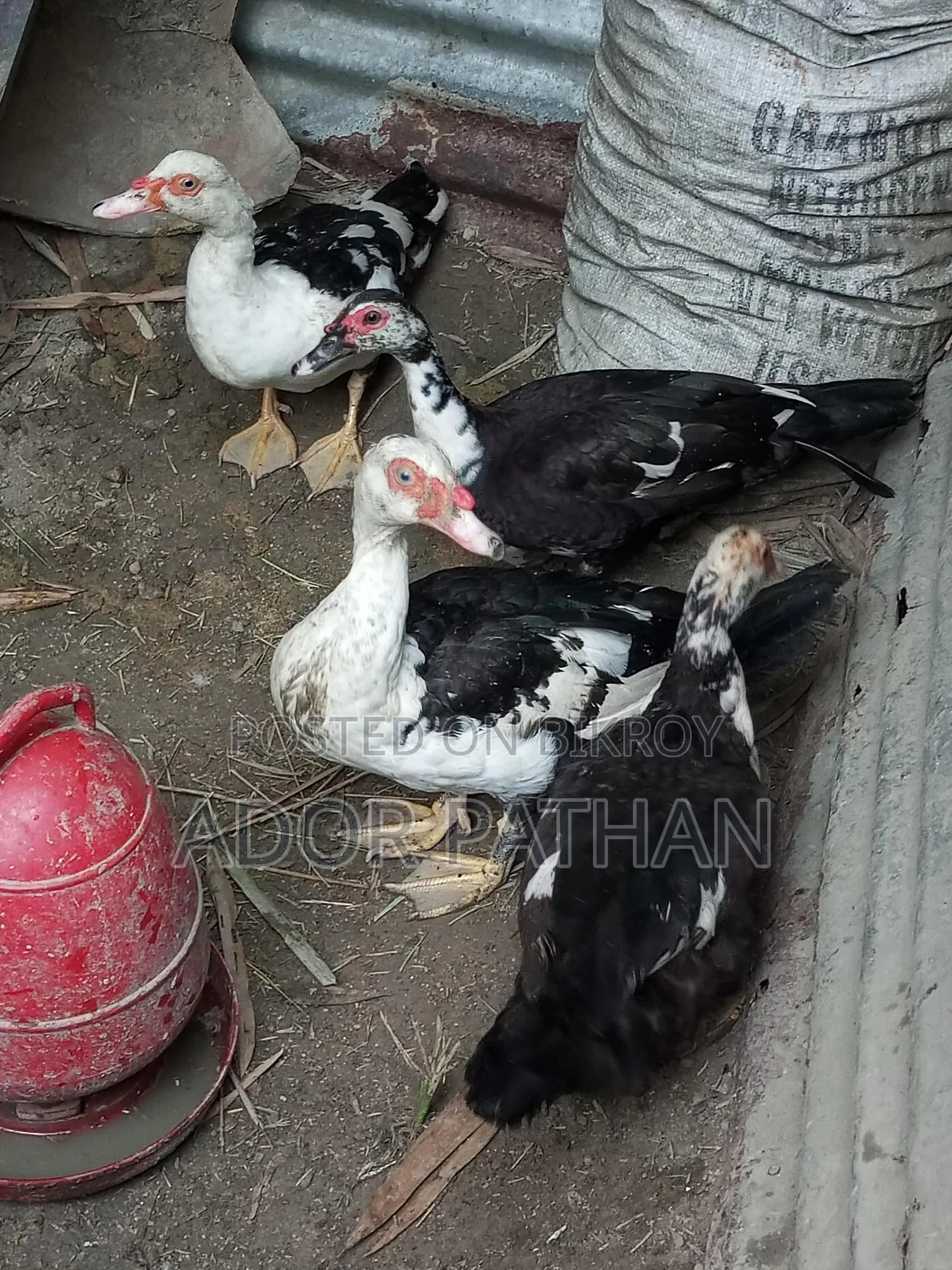 Running Chinese Duck for Sale