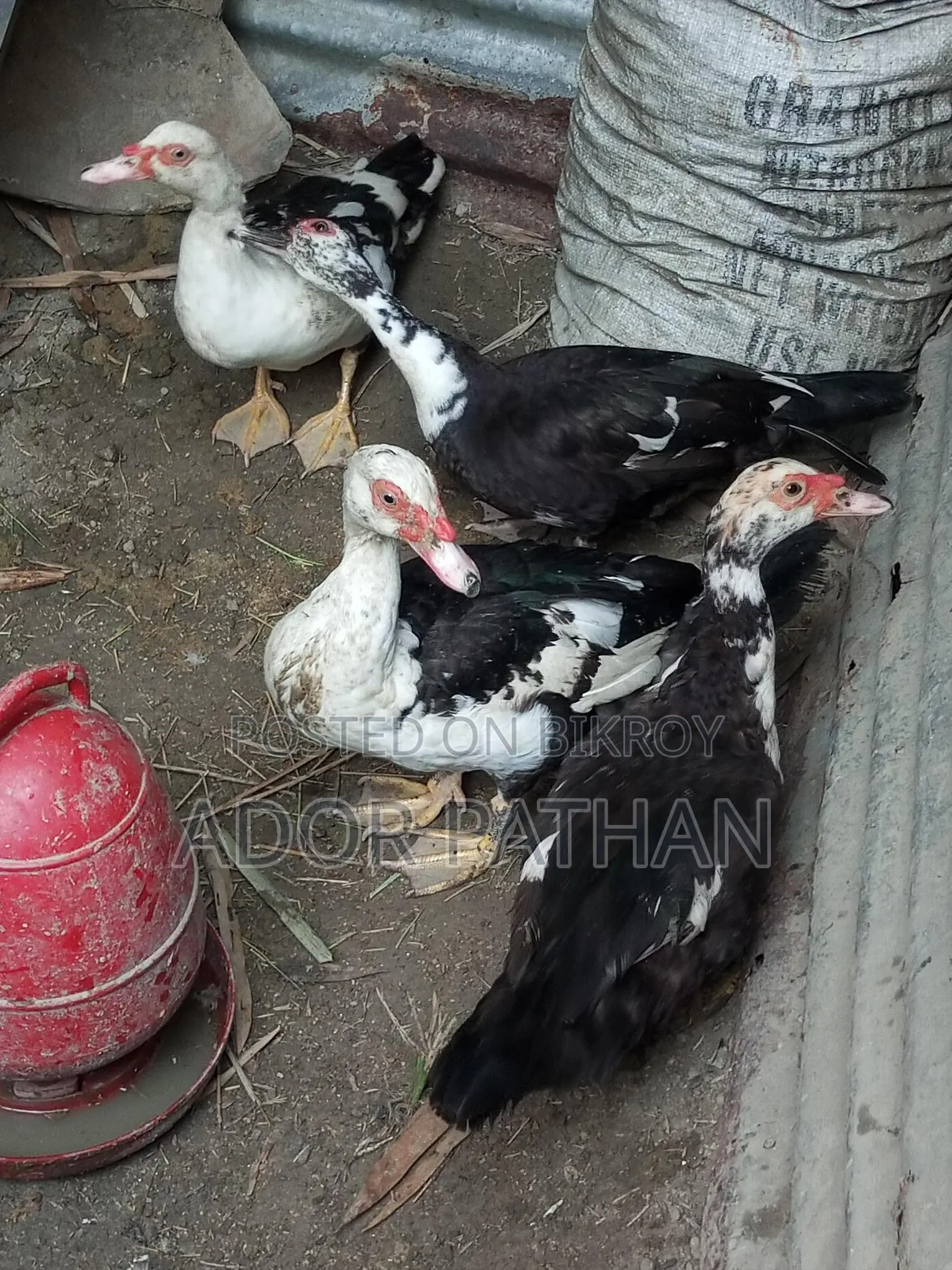 Running Chinese Duck for Sale