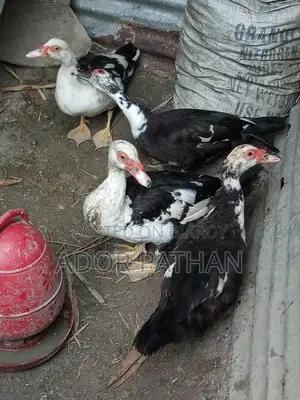Running Chinese Duck for Sale
