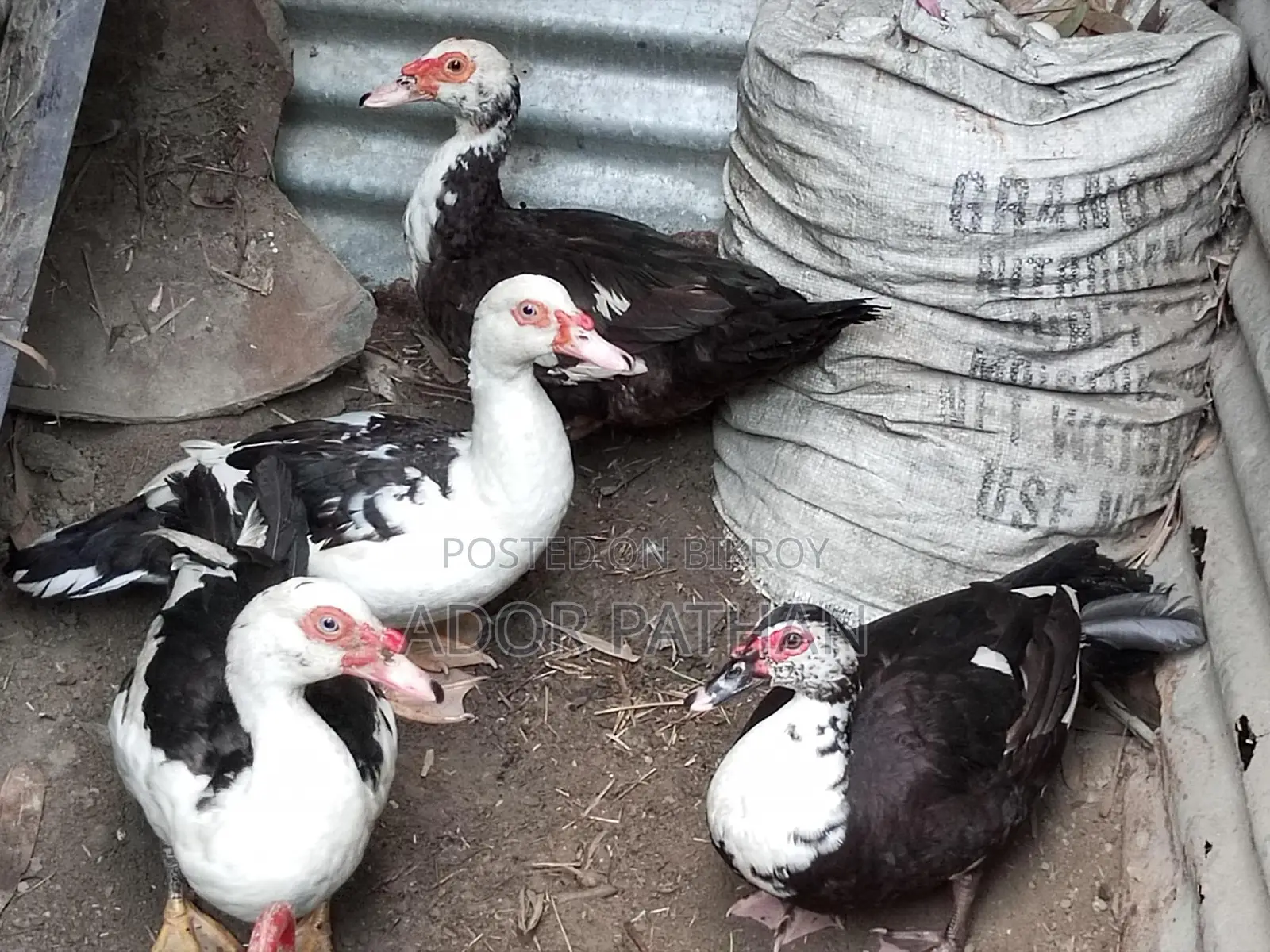 Running Chinese Duck for Sale