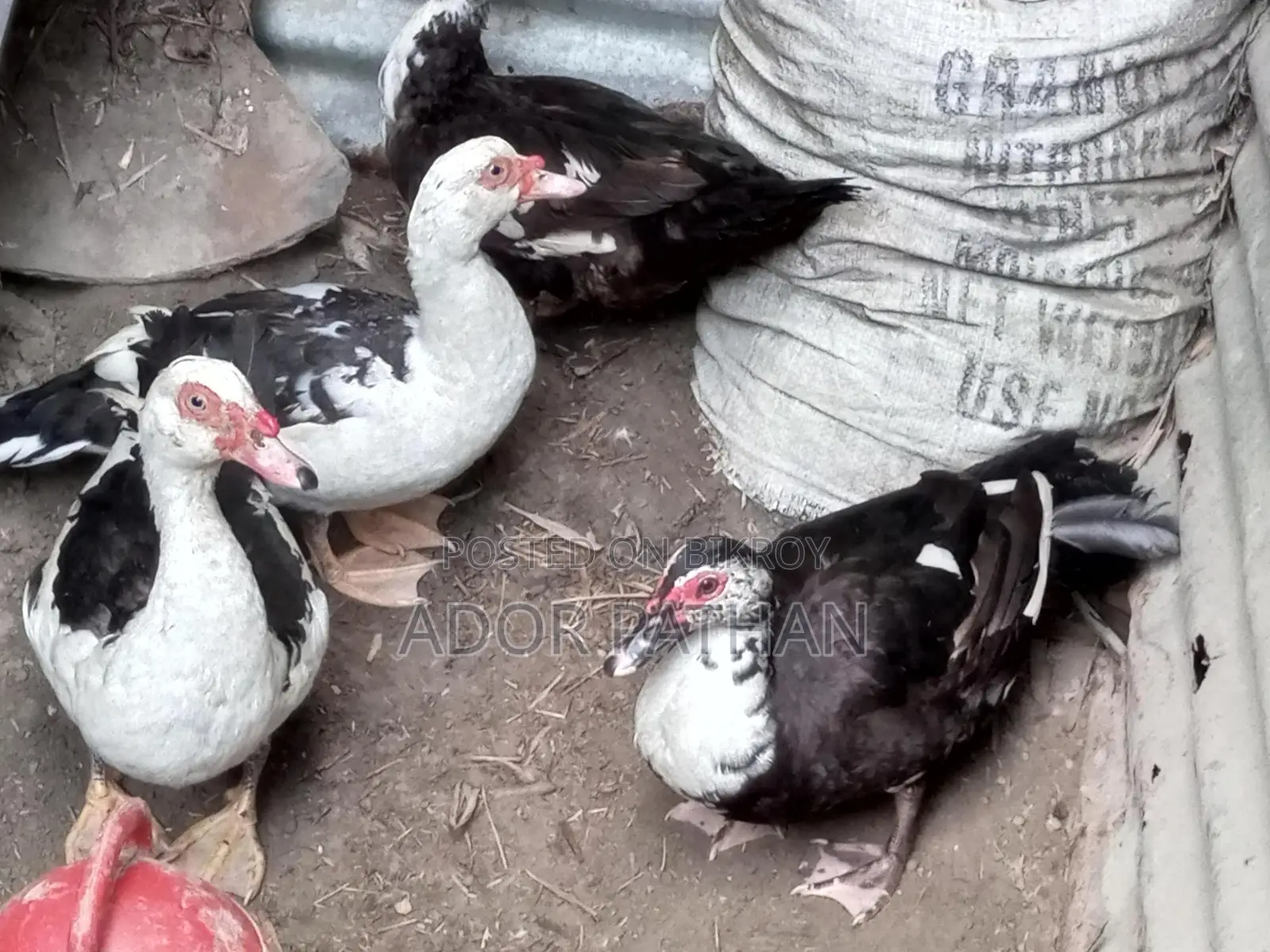 Running Chinese Duck for Sale
