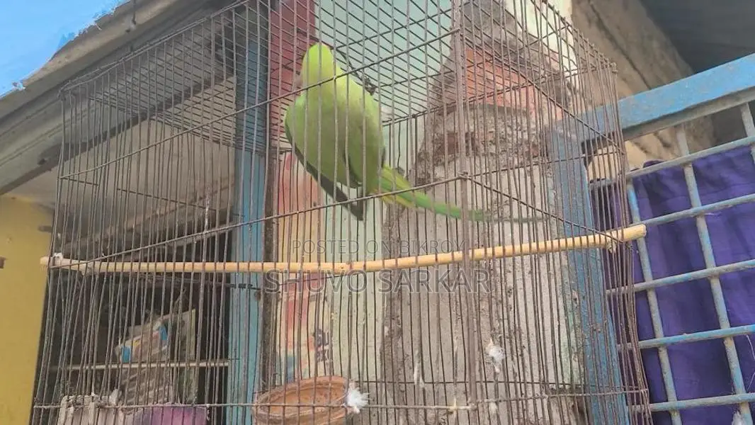 Ring-Necked Parakeet