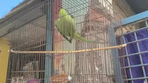 Ring-Necked Parakeet