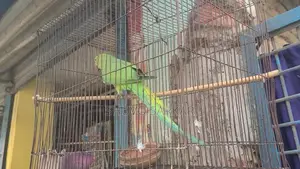 Ring-Necked Parakeet