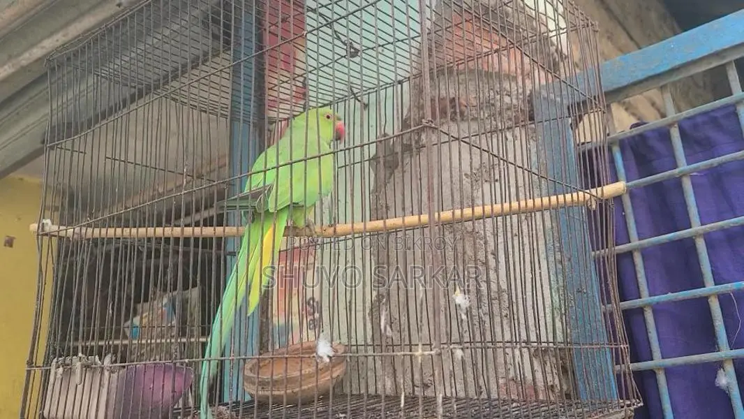 Ring-Necked Parakeet