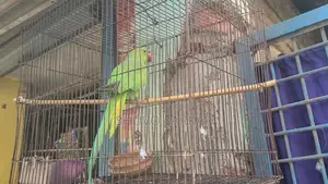 Ring-Necked Parakeet