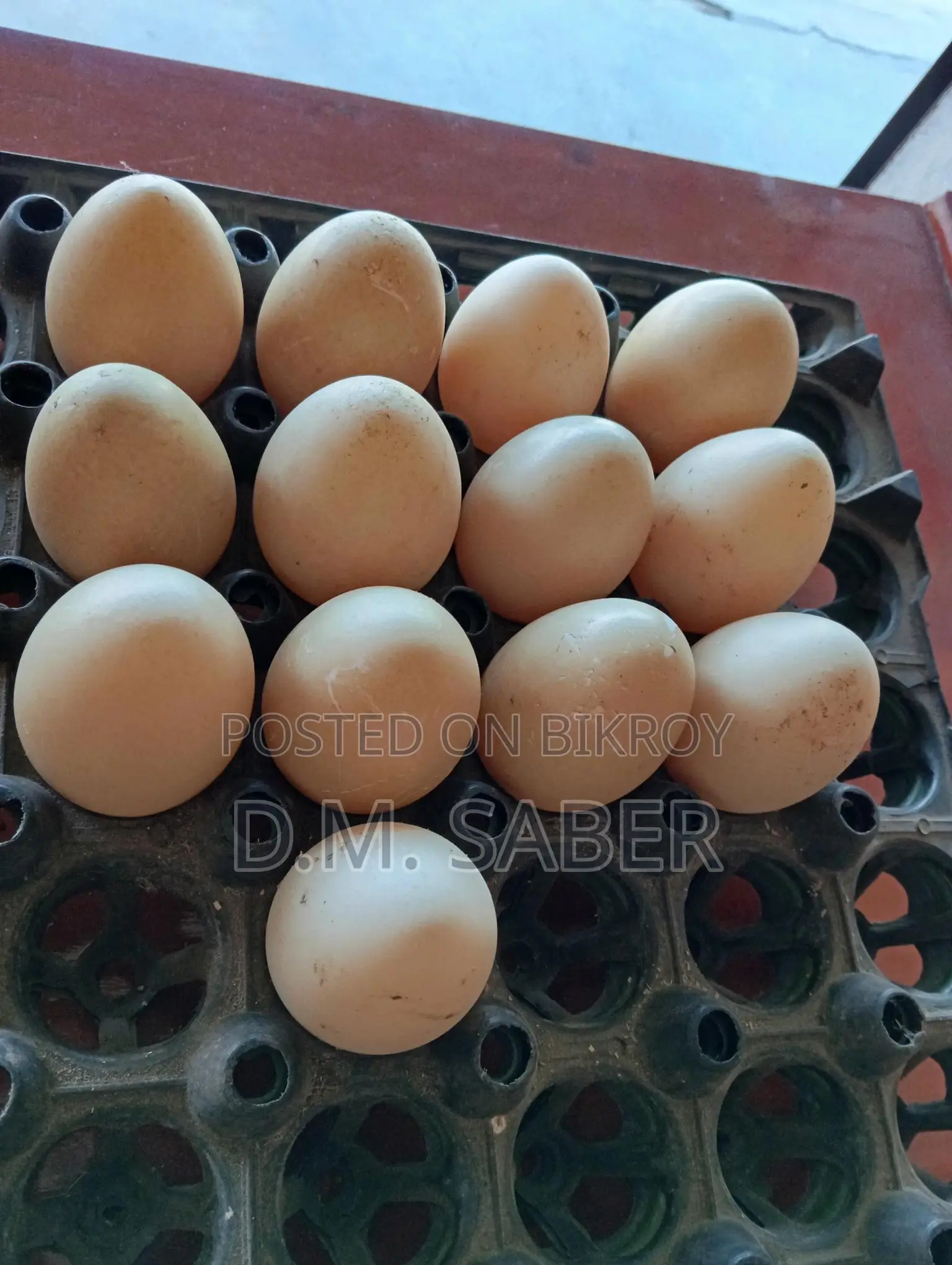 Muscovy Duck Hatching Eggs Available