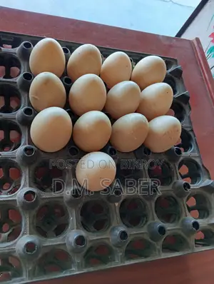 Muscovy Duck Hatching Eggs Available