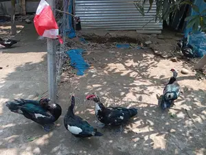 Muscovy Duck Hatching Eggs Available