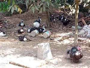 Muscovy Duck Hatching Eggs Available