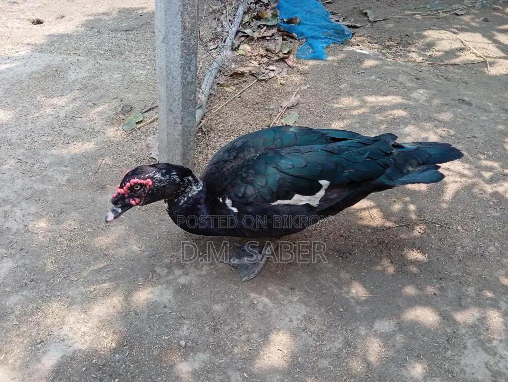 Muscovy Duck Hatching Eggs Available