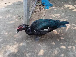 Muscovy Duck Hatching Eggs Available