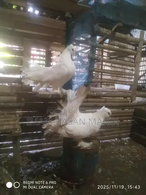 Running Lakka Pigeon Pair for Sale