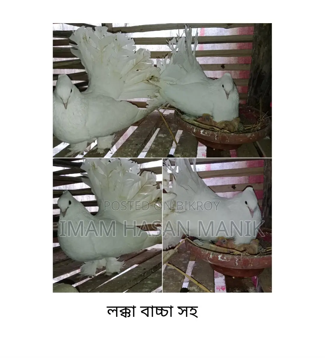 Running Lakka Pigeon Pair for Sale