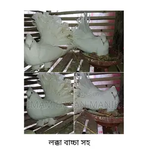 Running Lakka Pigeon Pair for Sale