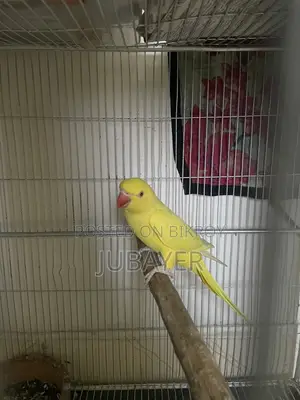 Lutino Ringneck Female