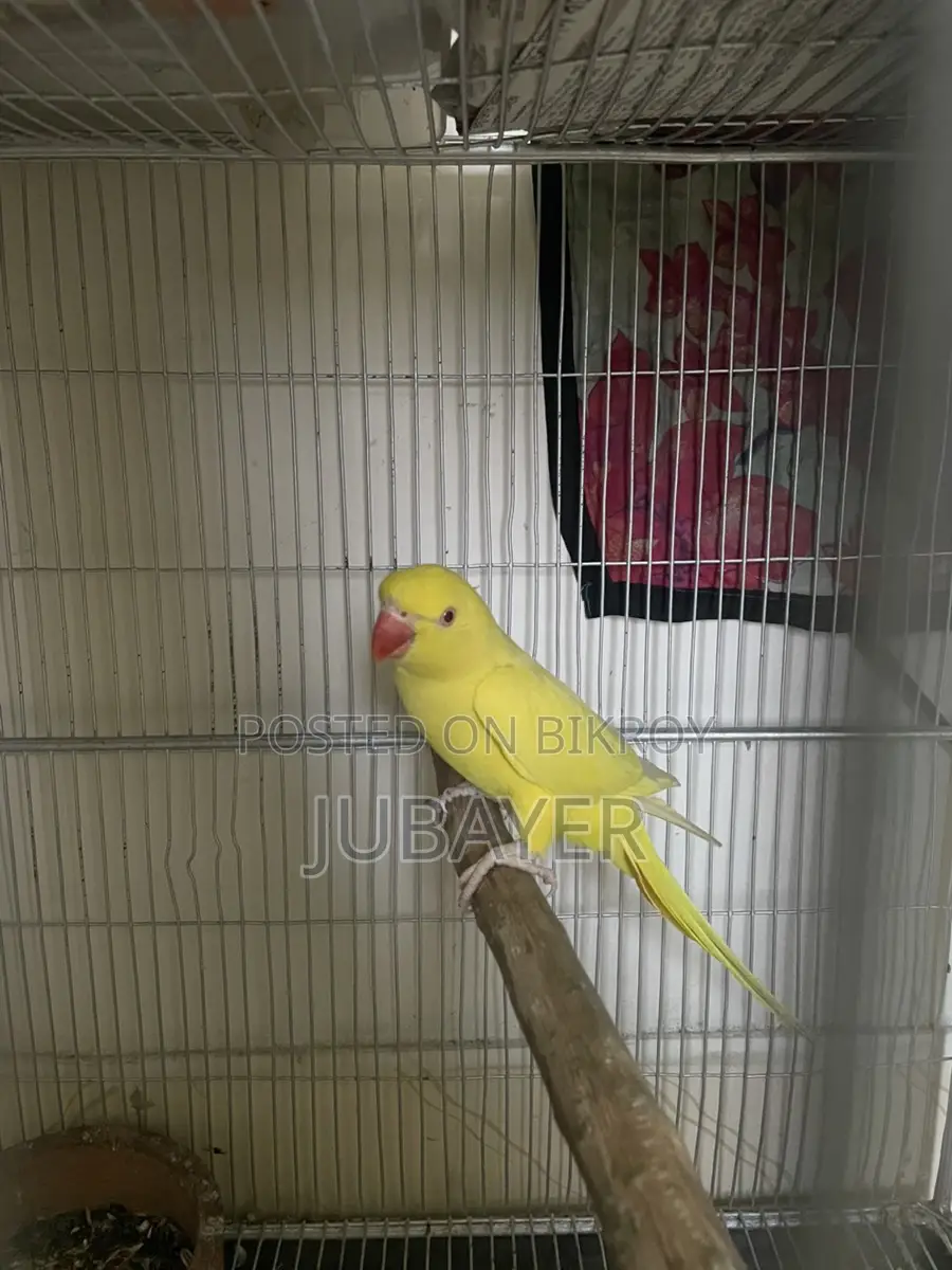 Lutino Ringneck Female