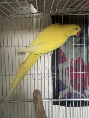 Lutino Ringneck Female