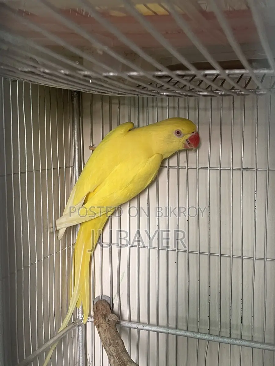 Lutino Ringneck Female