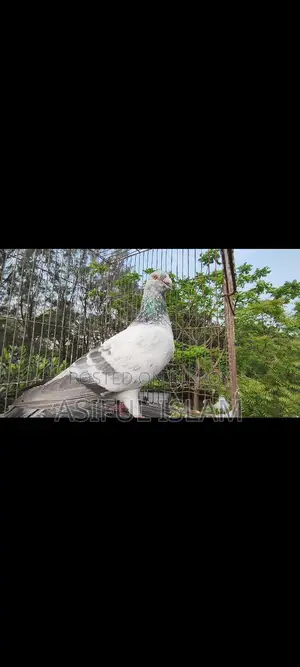 Racer Pigeons for Sale