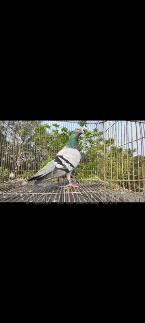 Racer Pigeons for Sale