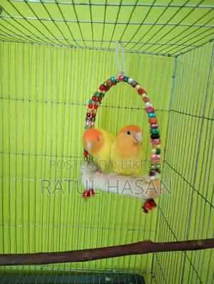 Love Bird Breeding Pair for Sale