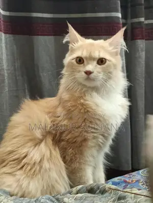 Traditional Persian Cat