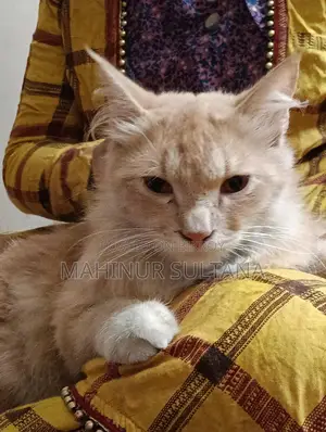 Traditional Persian Cat