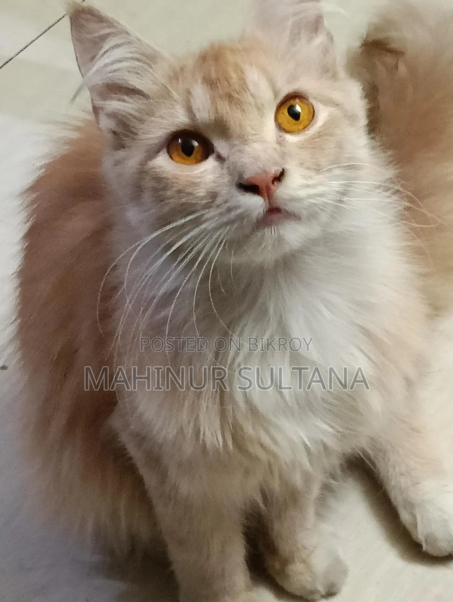 Traditional Persian Cat