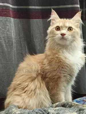 Traditional Persian Cat