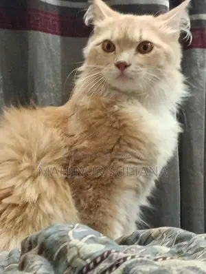 Traditional Persian Cat