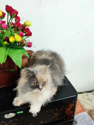 ক্যালিকো পার্শিয়ান ফিমেল,