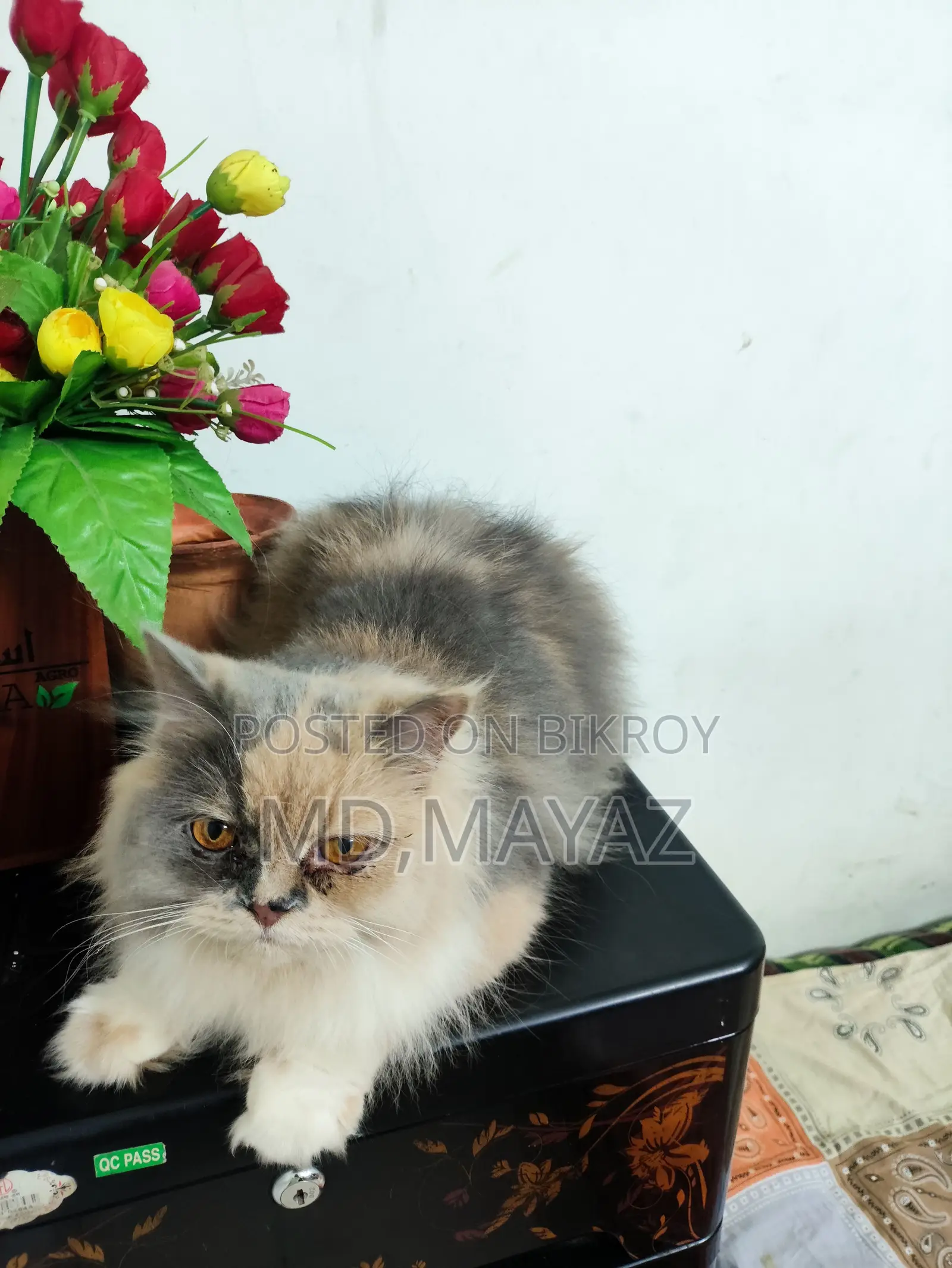 Calico Persian Female