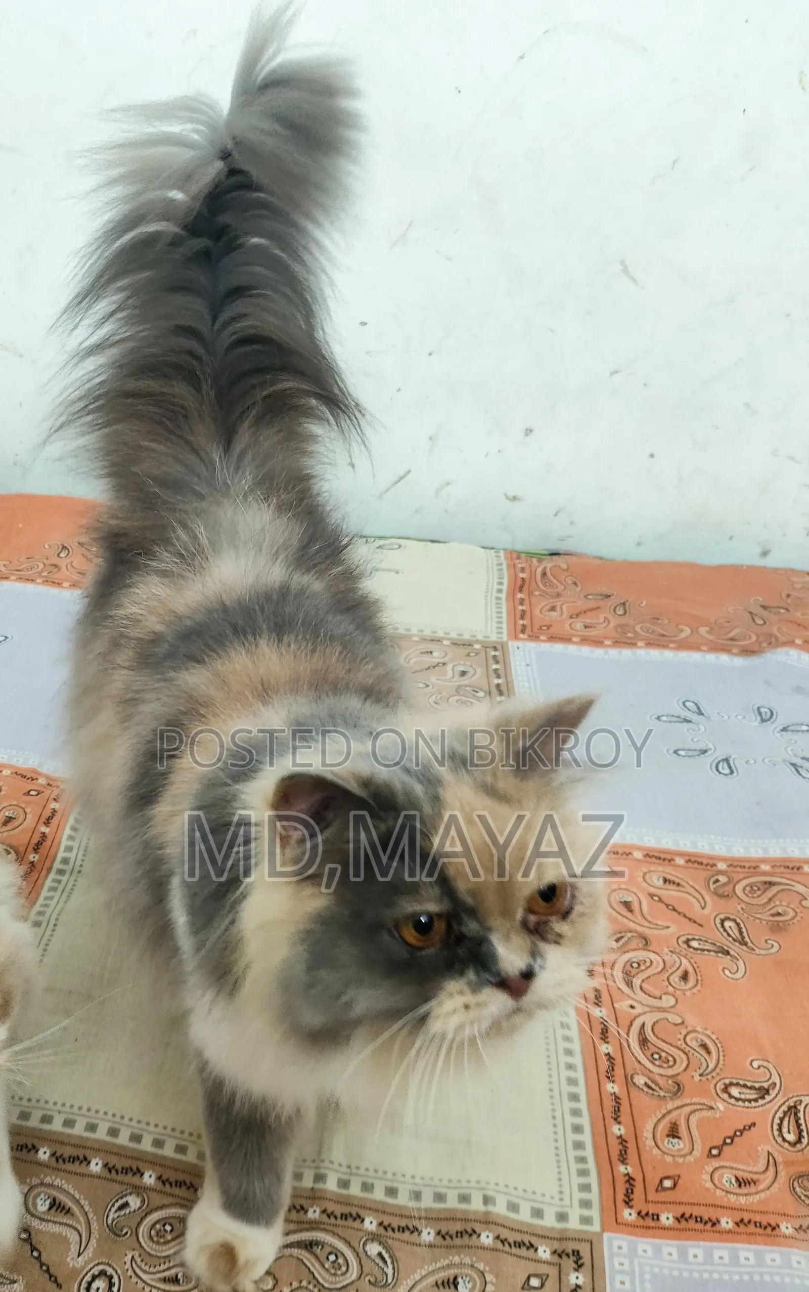 Calico Persian Female